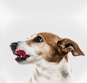 in medias rees Werbeagentur Frudys Hundefutter Stuttgart Baden Wuerttemberg Nahaufnahme eines Hundes mit braun-weißem Fell, der sich über die Schnauze leckt. Ausdrucksstarke Darstellung für die Hundefutterverpackung von Frudys. Hochwertiges Futter für Hunde mit ansprechendem Design. Design von der Werbeagentur In Medias Rees in Stuttgart, Baden-Württemberg.