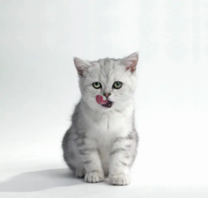 in medias rees Werbeagentur Frudys Katzenfutter Stuttgart Baden Wuerttemberg Nahaufnahme eines Katze mit grau-weißem Fell, die sich sauber leckt. Ausdrucksstarke Darstellung für eine Katzenfutterverpackung. Hochwertiges Futter für Katzen mit ansprechendem Design. Design von der Werbeagentur In Medias Rees in Stuttgart, Baden-Württemberg.