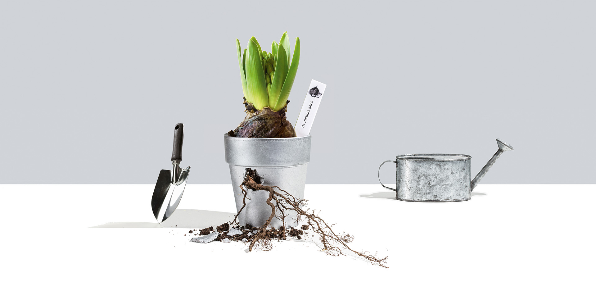 inmediasrees Branding Markenwachstum